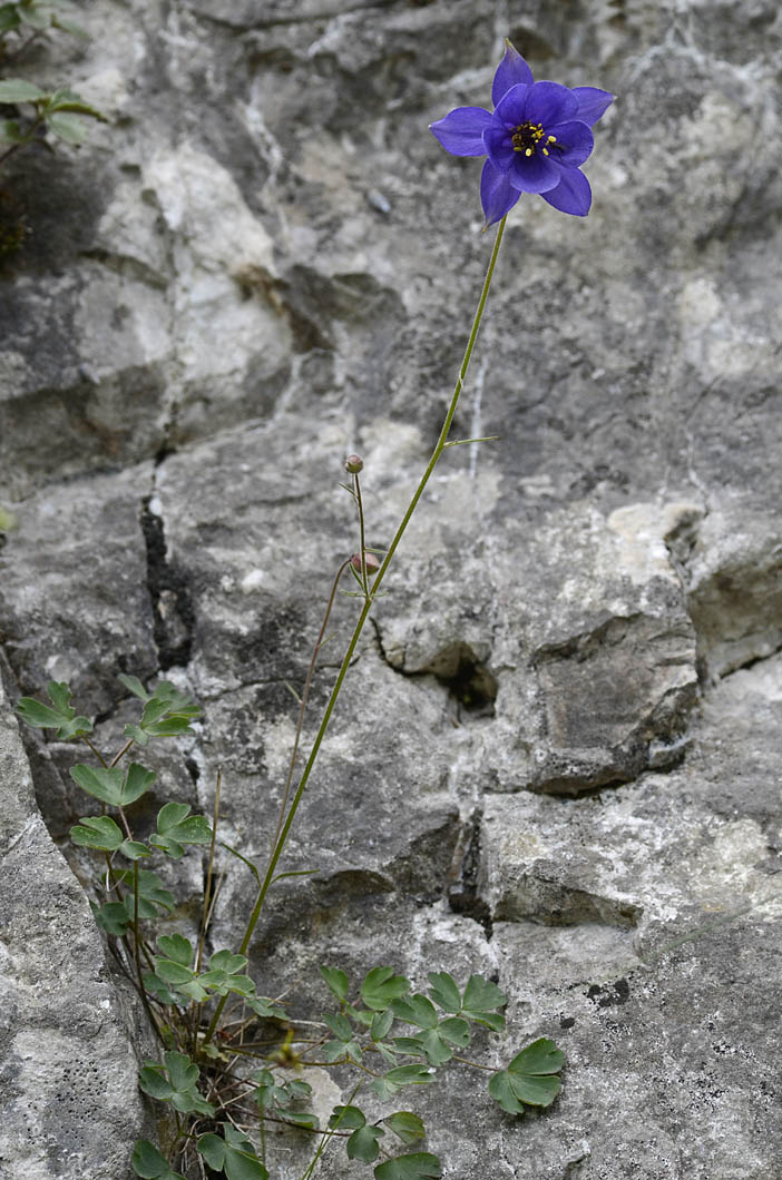 Aquilegia einseleana / Aquilegia di Einsele